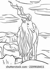 Coloring Page Outline Mountain Goat Animal Stock Illustration  sketch template