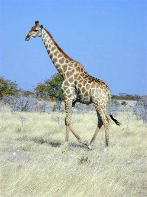 Unique Facts about Africa: Giraffe