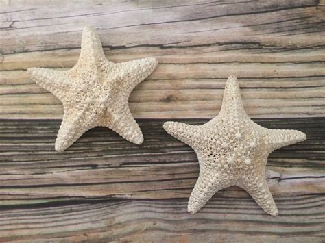 White Caribbean Starfish Wall Decor Starfish Wall Hangings | Etsy ...