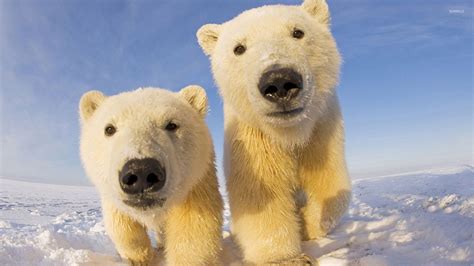 Polar bear cubs wallpaper - Animal wallpapers - #27729