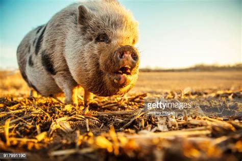 38 Pig Eating Corn Stock Photos, High-Res Pictures, and Images - Getty Images