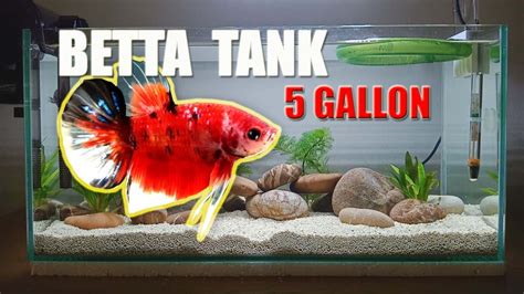 5 Gallon Fish Tank Target - Waty Aquarium Fish