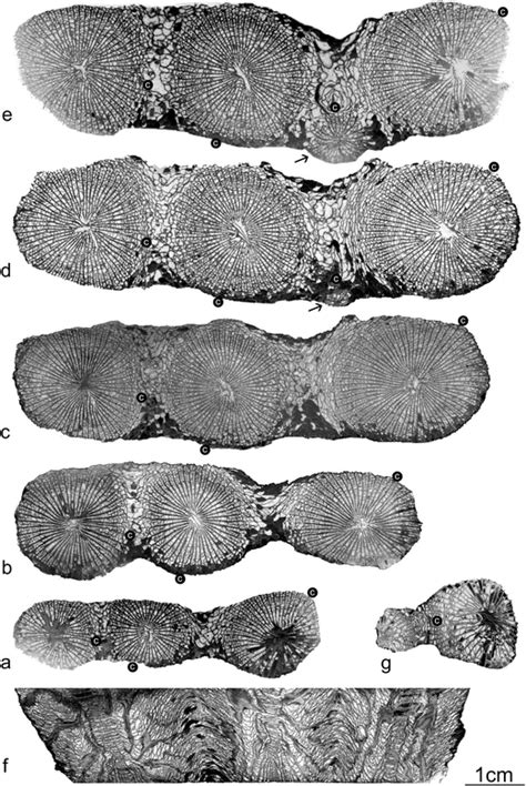 Famastraea catenata gen. et sp. nov. a–e Serial transversal thin... | Download Scientific Diagram