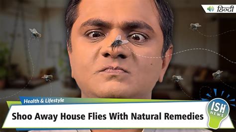 Shoo Away House Flies With Natural Remedies | ISH News - YouTube