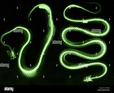 Snake Skeletons, X-ray Stock Photo - Alamy