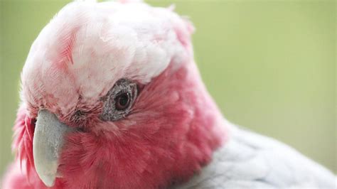 Galah breeding season marked by flocks of noisy pink and grey birds in search of mates | News Local