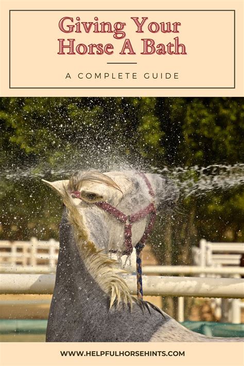 Complete Guide to Bathing Your Horse in 2021 | Horses, Horse grooming, Horse grooming supplies