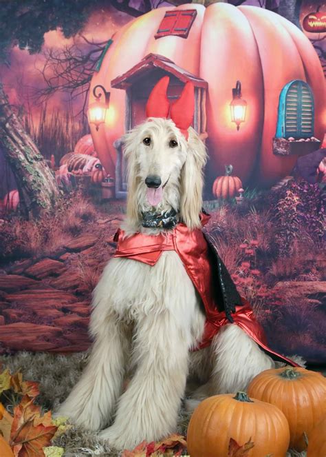 Afghan Hound, Los Angeles California, Southern California, Television Commercial, Actor Model ...