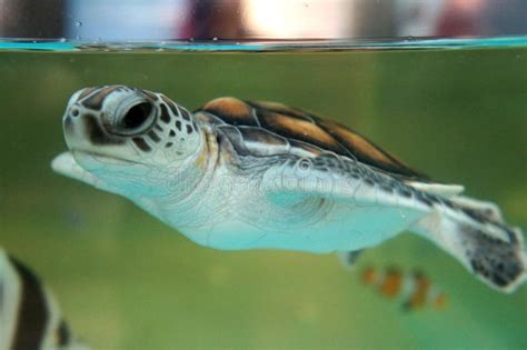 Baby Turtle Keep in the Breeding Aquarium. Stock Image - Image of breed, beauty: 139094895