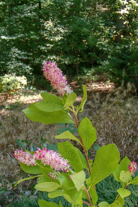 Clethra ‘Ruby Spice’ – Rachels Native Plants