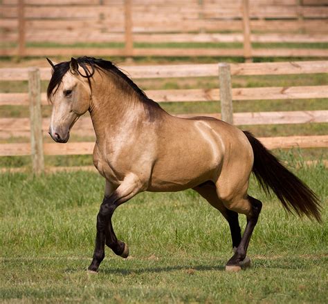 Buckskin Horse Facts with Pictures