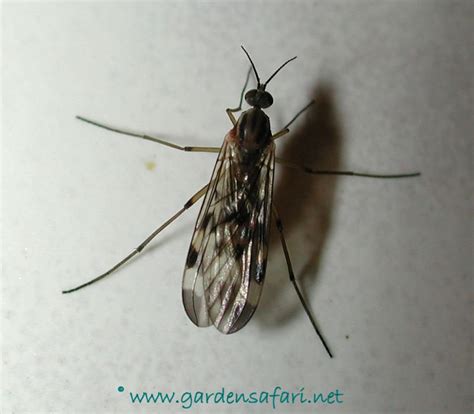 Gardensafari Mosquitoes and Crane Flies (with lots of pictures)