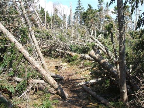 Into the Sky Hole: Mt. Tom, Mt. Field, Mt. Willey, May 31, 2013, White Mountain National Forest