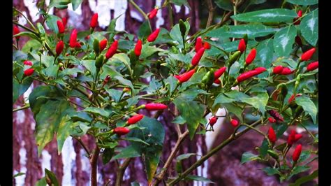 Bird eye chili plant with lot of ripened chillies - YouTube