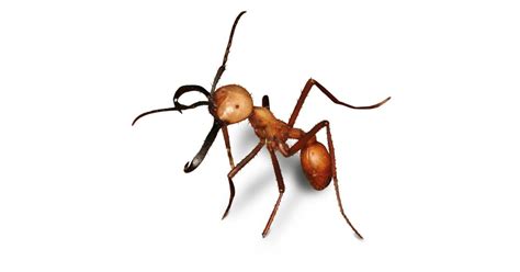 Army Ants Facts | What Do Army Ants Eat? | DK Find Out