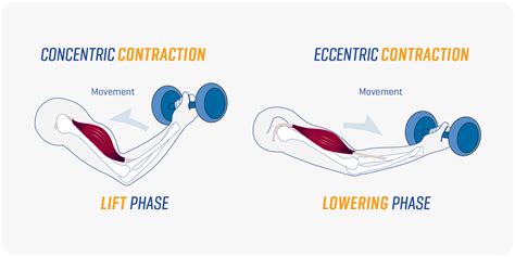 Concentric And Eccentric Strengthening | EOUA Blog