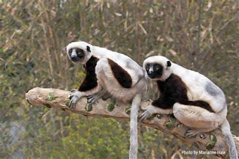 Coquerel's sifaka - San Francisco Zoo & Gardens