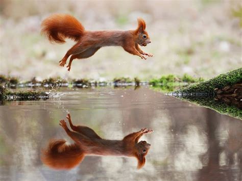 How to Capture Wildlife Action Shots: From Gear to Techniques