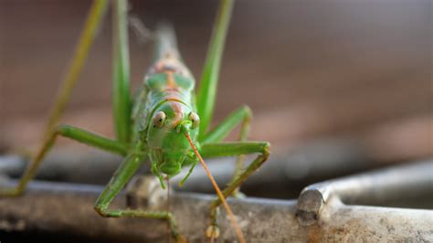 Big green locust male close up. 21702274 Stock Video at Vecteezy