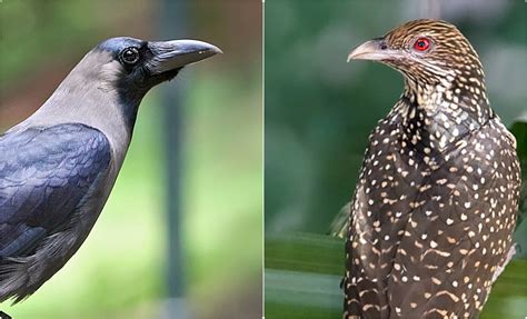 Host v. Parasite: How the Crow and the Koel Contend to Protect Their ...