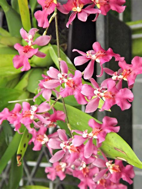 My Orchids Journal: Orchids Oncidium Twinkle varieties - “CT Flamingo ...