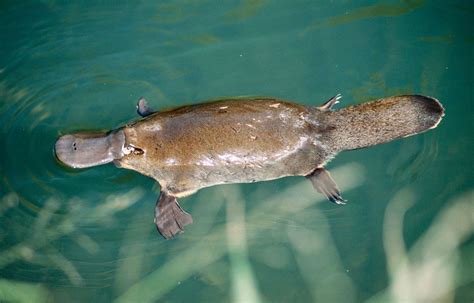 Why Is the Platypus a Mammal? | Britannica