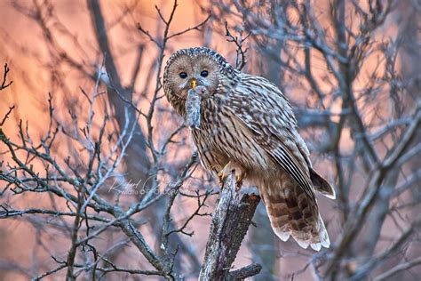 The Ural owl with its prey by RichardConstantinoff on DeviantArt