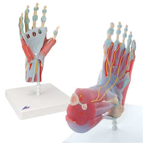 Anatomy Set Hand & Foot - 3B Scientific - 8000839 - Anatomical Models ...