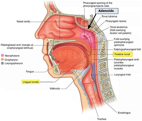 Adenoids function, location, enlarged adenoids causes, symptoms & treatment