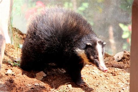 Hog Badger Facts, Habitat, Diet, Pictures