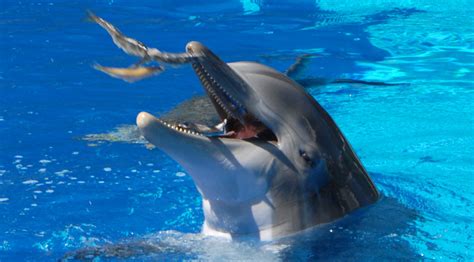 Dolphin Eating in Vegas - a photo on Flickriver