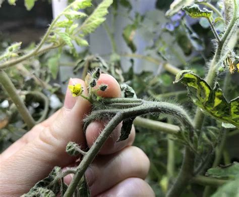 AeroGarden tomatoes 🍅 🌱 Growing juicy tomatoes indoors year-round