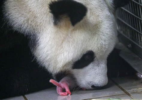 Rare giant panda twins born at Belgian zoo - Newsbook