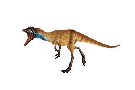 Interesting Facts About Compsognathus