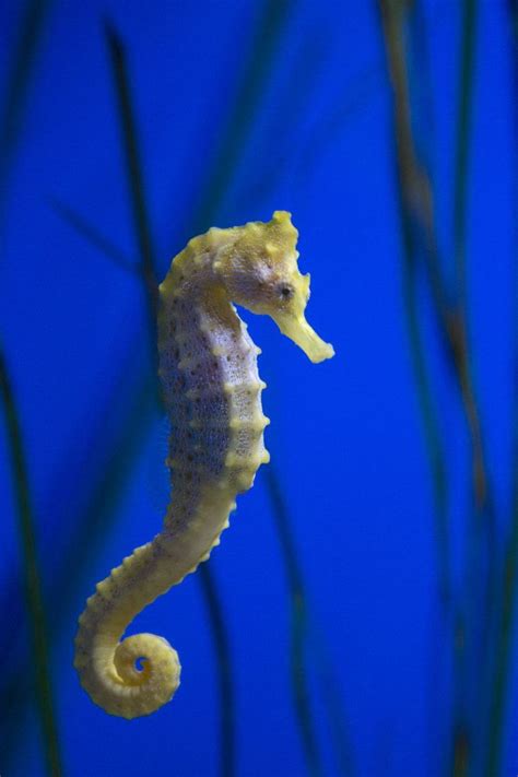 Fascinating Facts About the Dwarf Seahorse | Beautiful sea creatures, Seahorse, Sea animals