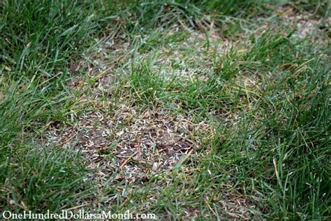 Tips for Reseeding Your Lawn in the Spring - One Hundred Dollars a Month