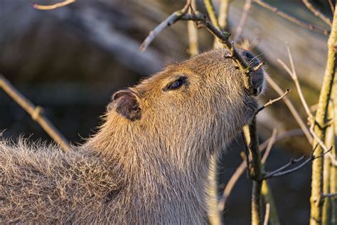 Eating capybara | Picture taken inside. This capybara was ea… | Flickr