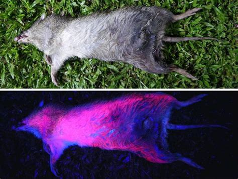Scientists Just Realized That Platypuses Glow Under A UV Light, Further Adding To The ...