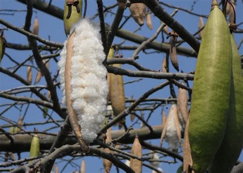 Ceiba pentandra – Kapok Tree – Quinta dos Ouriques