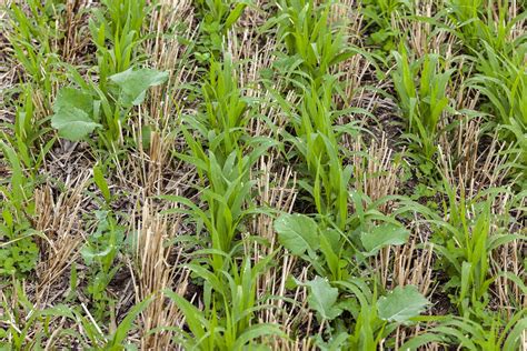 We’re told that healthy soil sequesters huge amounts of carbon from the atmosphere. Scientists ...