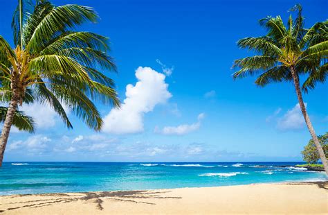 Palm Trees On The Sandy Beach In Hawaii Photograph by Elena Chukhlebova