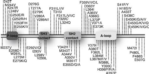 Map of mutations in the BCR-ABL1 KD identified in clinical samples from... | Download Scientific ...