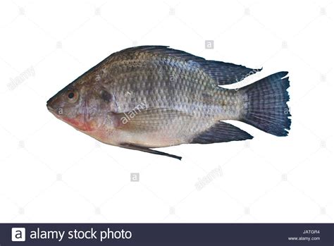 Oreochromis niloticus hi-res stock photography and images - Alamy