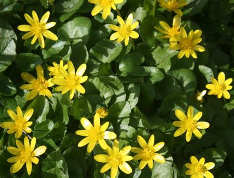 Lesser Celandine - Ranunculus ficaria - Shipton Bulbs