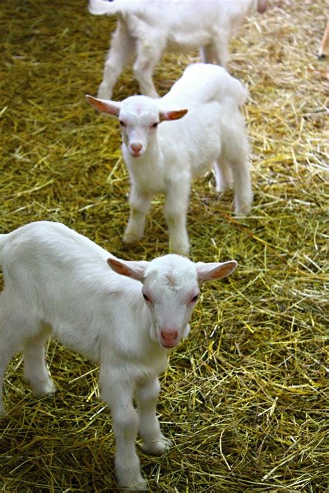 Kids Goats Farm Little - Free photo on Pixabay - Pixabay