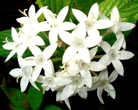 File:Pentas lanceolata white flowers.jpg - Wikimedia Commons