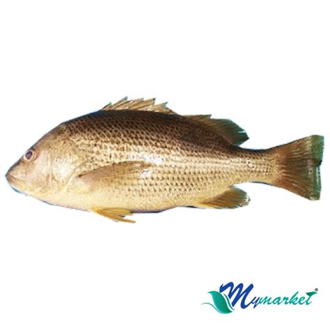 Ikan Jenahak (900gm-1kg) – My Market