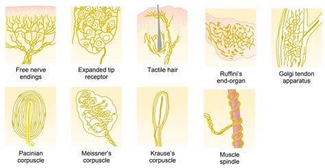 Types of Sensory Receptors and the Sensory Stimuli They Detect