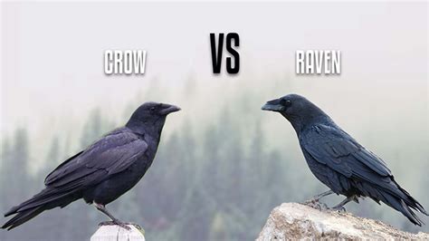 Difference Between Crow and Raven Intelligence | Descriptive Analysis - Birds Faq