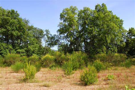 Mediterranean vegetation stock photo. Image of green, dryness - 3115718